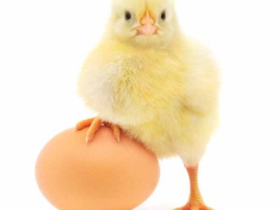 chicken or the egg